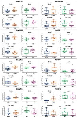 Transcriptional expression of m6A and m5C RNA methyltransferase genes in the brain and fat body of honey bee adult workers